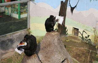 黑猩猩,人类近亲的智慧与生存之谜