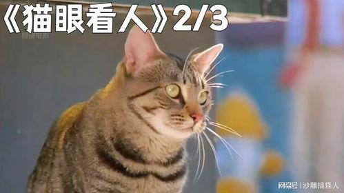 猫眼看人,窥探动物世界的智慧与情感